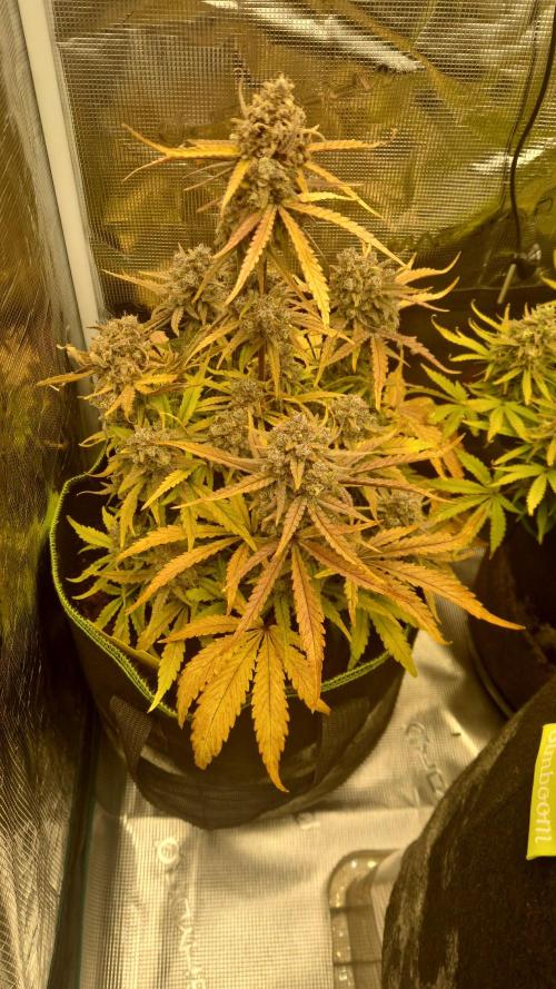 First Cocosoil Fast Buds Grow. Week 11 - Ztrawberriez