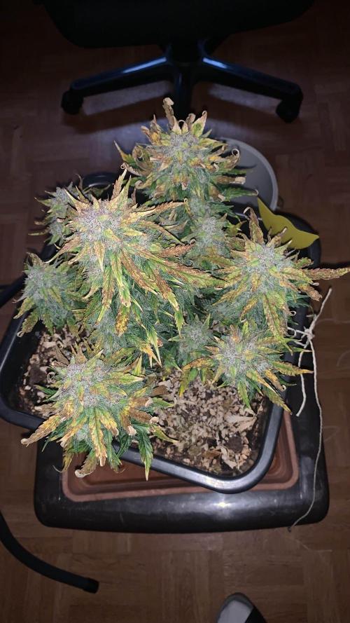 1st Grow | Afgahn Kush Automatic. Week 9