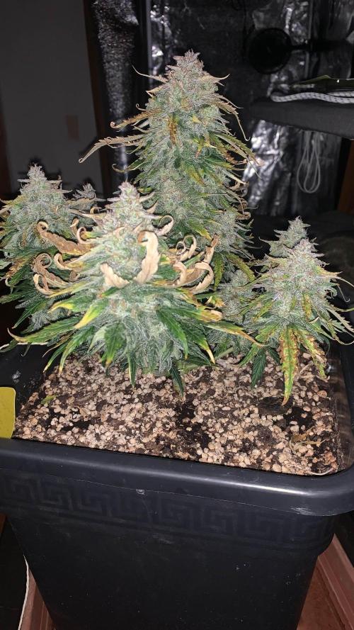 1st Grow | Afgahn Kush Automatic. Week 9
