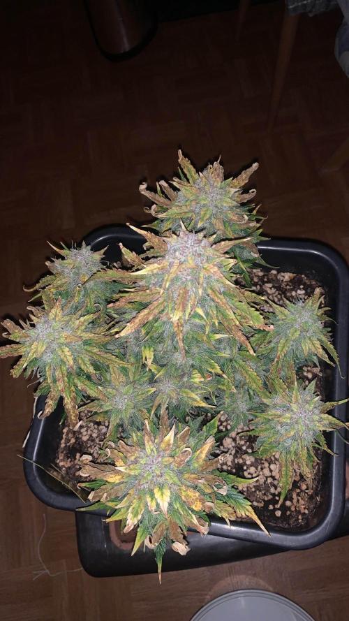 1st Grow | Afgahn Kush Automatic. Week 9