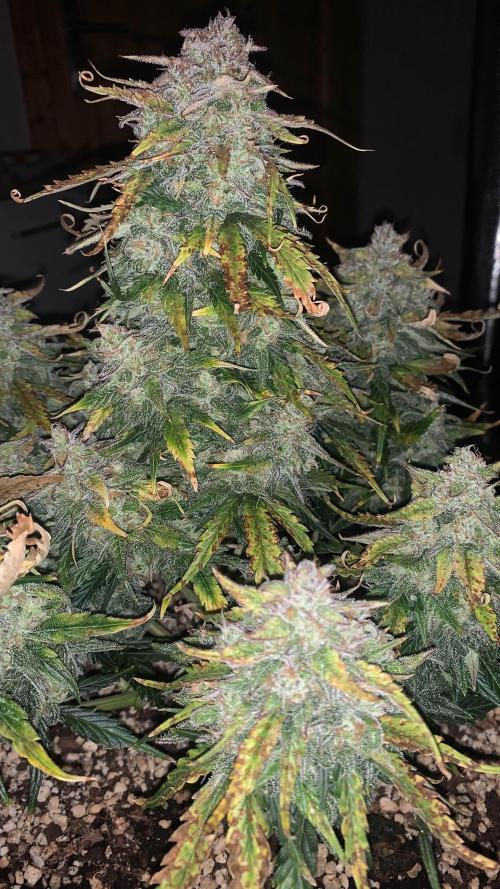 1st Grow | Afgahn Kush Automatic. Week 9