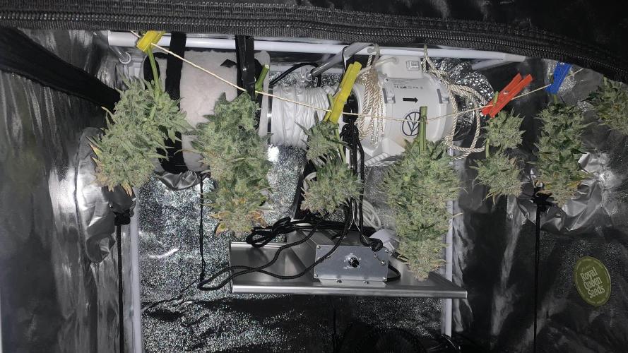 1st Grow | Afgahn Kush Automatic. Week 9