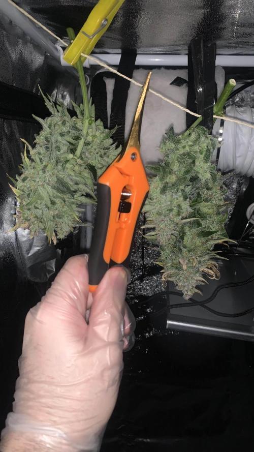 1st Grow | Afgahn Kush Automatic. Week 9