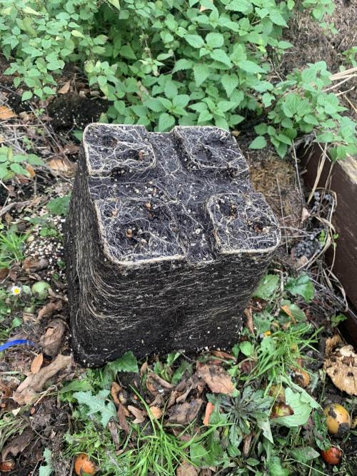 1st Grow | Afgahn Kush Automatic. Week 9