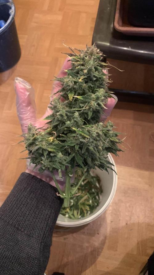 1st Grow | Afgahn Kush Automatic. Week 9