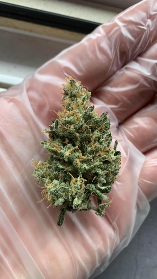 1st Grow | Afgahn Kush Automatic. Week 9