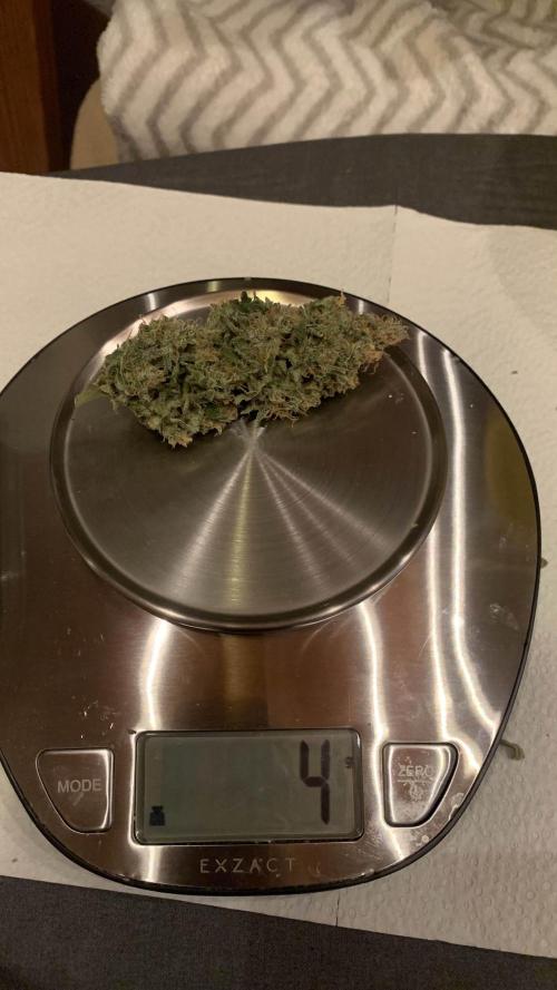 1st Grow | Afgahn Kush Automatic. Week 9