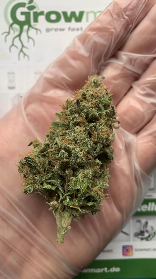 1st Grow | Afgahn Kush Automatic. Week 9