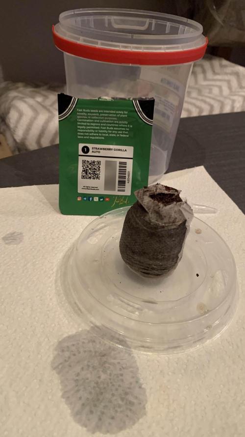 2nd Grow | Strawberry Gorilla Auto. Week 0