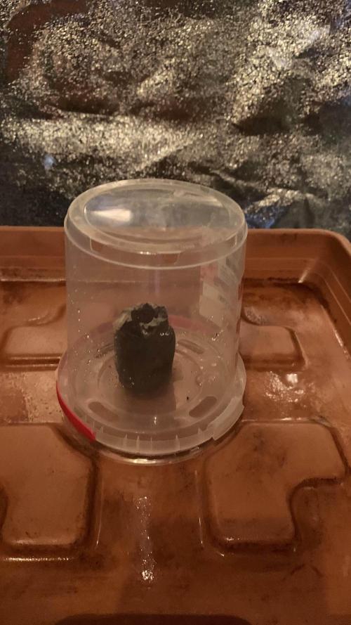 2nd Grow | Strawberry Gorilla Auto. Week 0