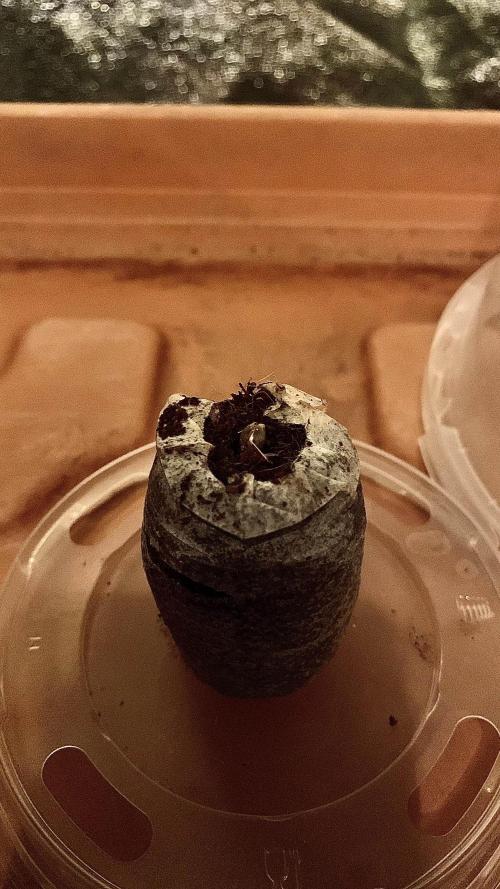 2nd Grow | Strawberry Gorilla Auto. Week 0