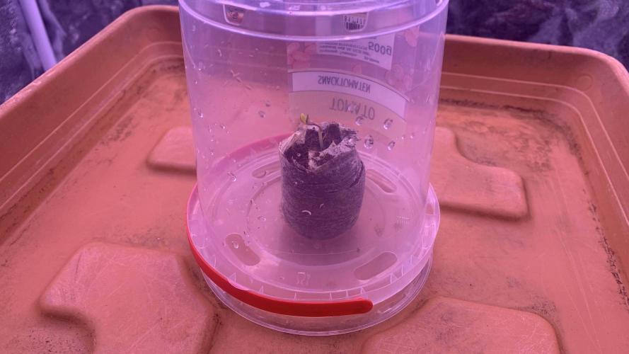 2nd Grow | Strawberry Gorilla Auto. Week 0