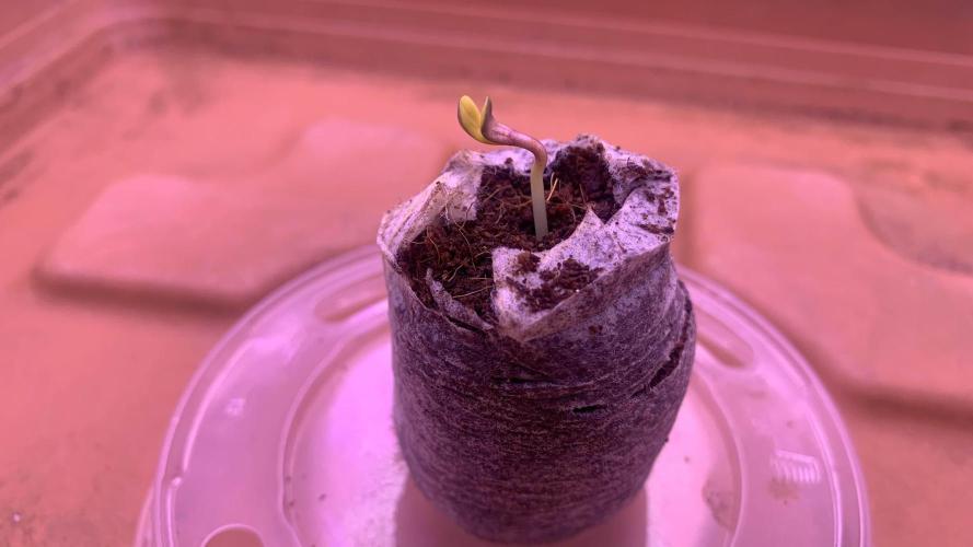 2nd Grow | Strawberry Gorilla Auto. Week 0