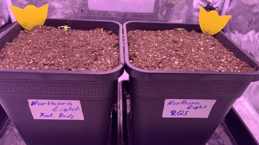 Northern Light Auto 2x. Week 0