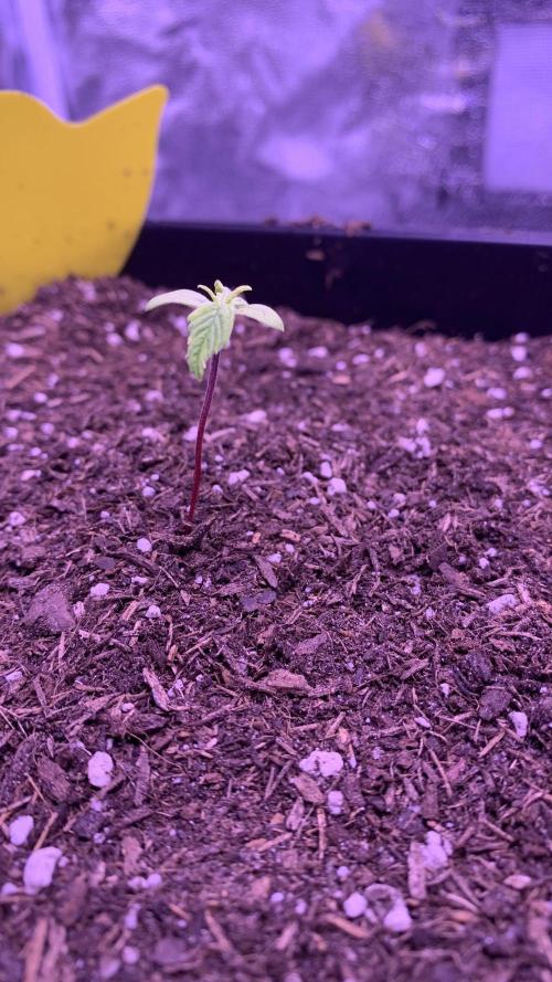 Northern Light Auto 2x. Week 0 - Fast Buds