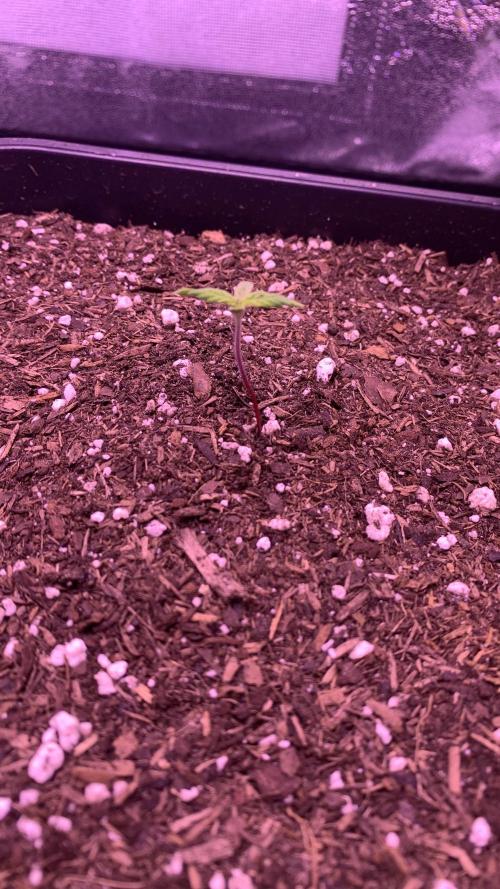 Northern Light Auto 2x. Week 0 - RQS