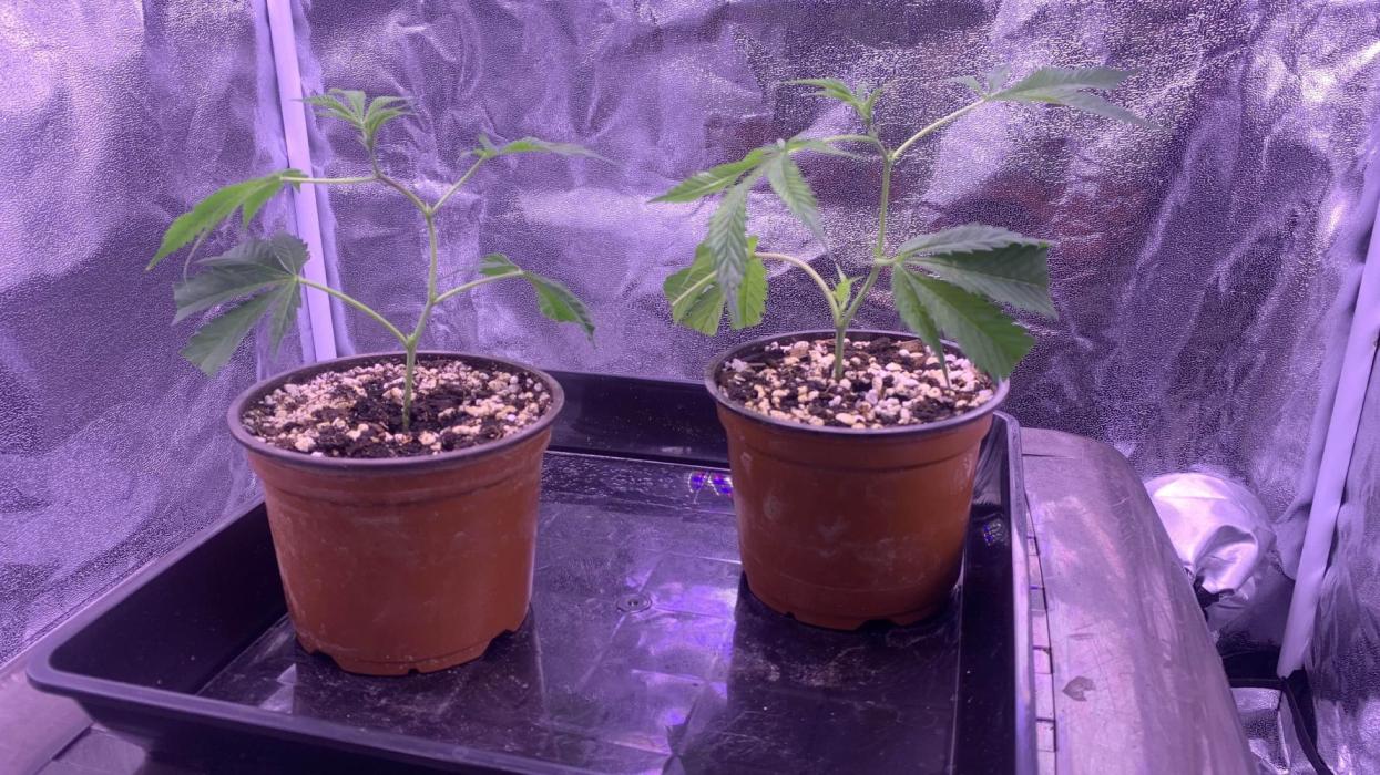 Wedding Cake Steckis. Week 1 - Wedding Cake Barneys Farm 
