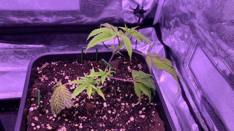 Wedding Cake Steckis. Week 2