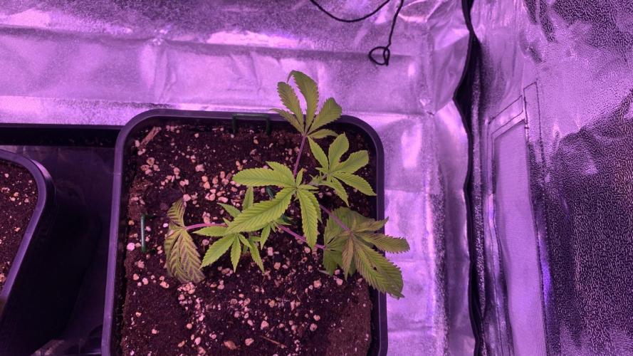 Wedding Cake Steckis. Week 2