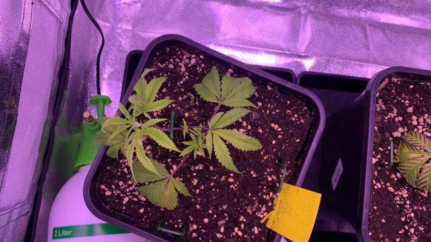 Wedding Cake Steckis. Week 2