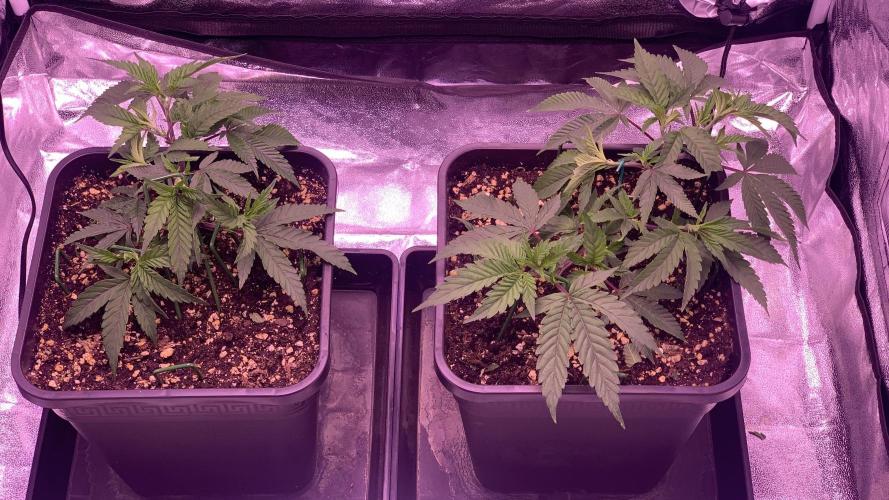 Wedding Cake Steckis. Week 3