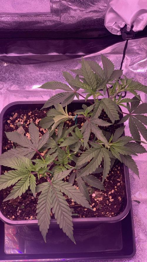 Wedding Cake Steckis. Week 3