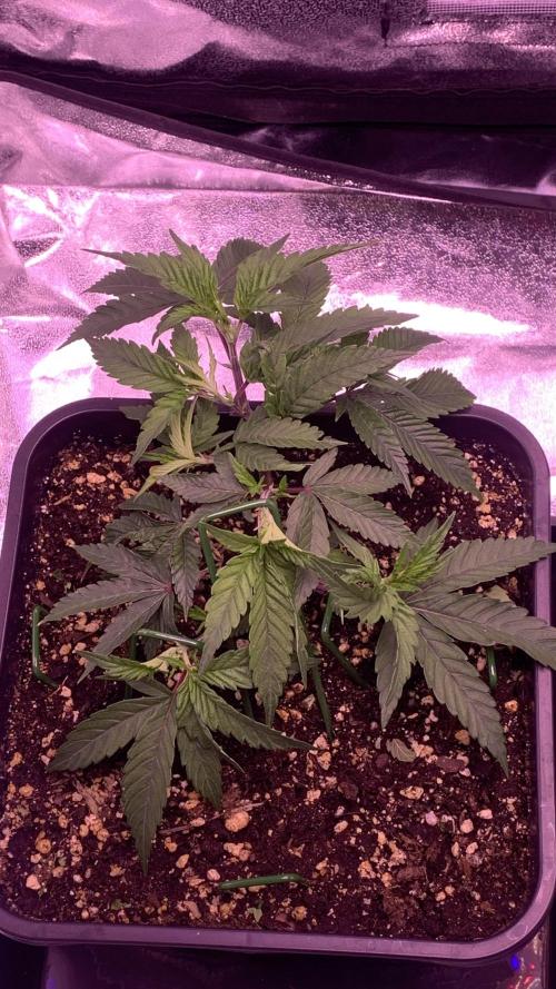 Wedding Cake Steckis. Week 3