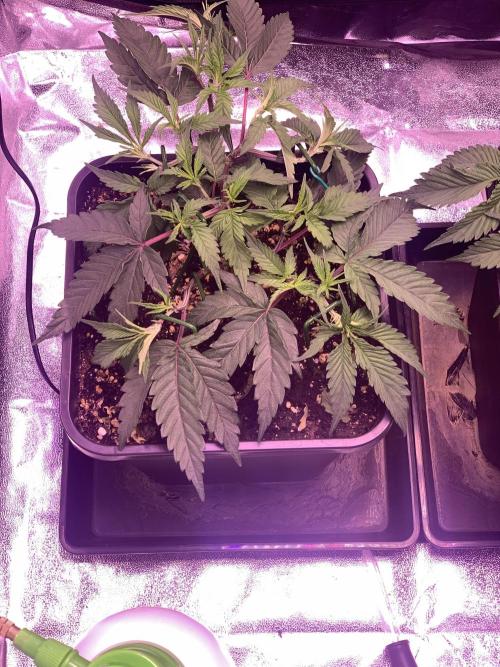 Wedding Cake Steckis. Week 4