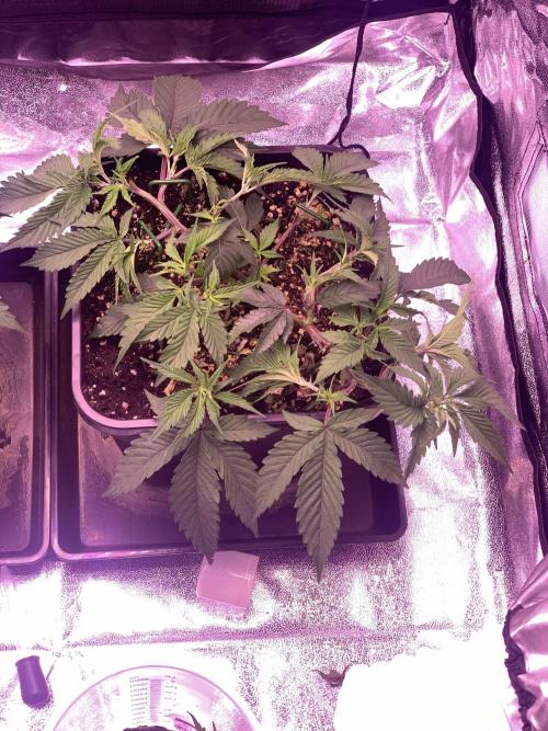 Wedding Cake Steckis. Week 4