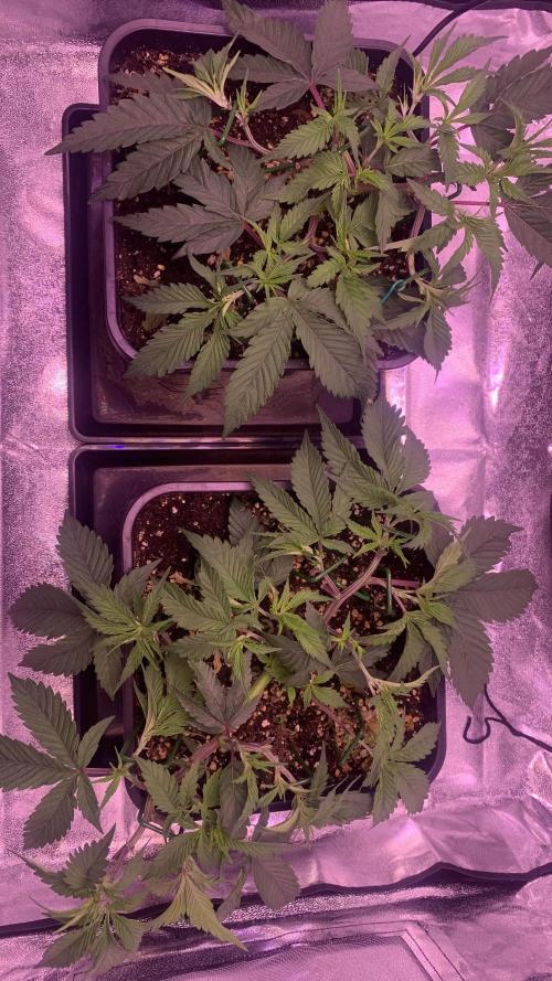 Wedding Cake Steckis. Week 4