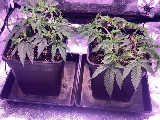 Wedding Cake Steckis. Week 4