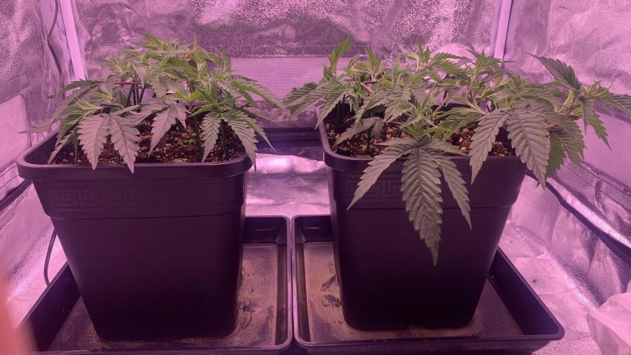 Wedding Cake Steckis. Week 4