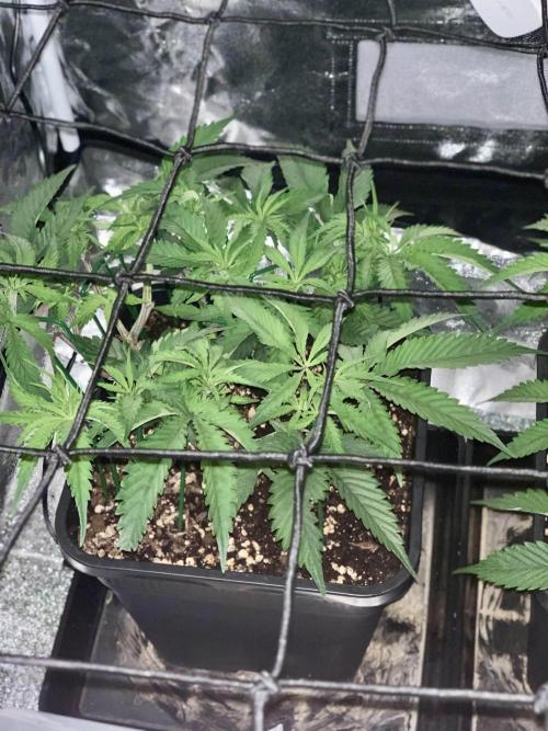 Wedding Cake Steckis. Week 5