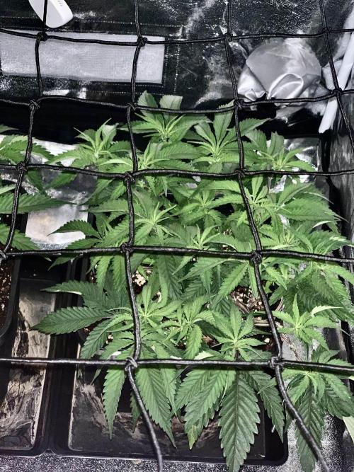 Wedding Cake Steckis. Week 5