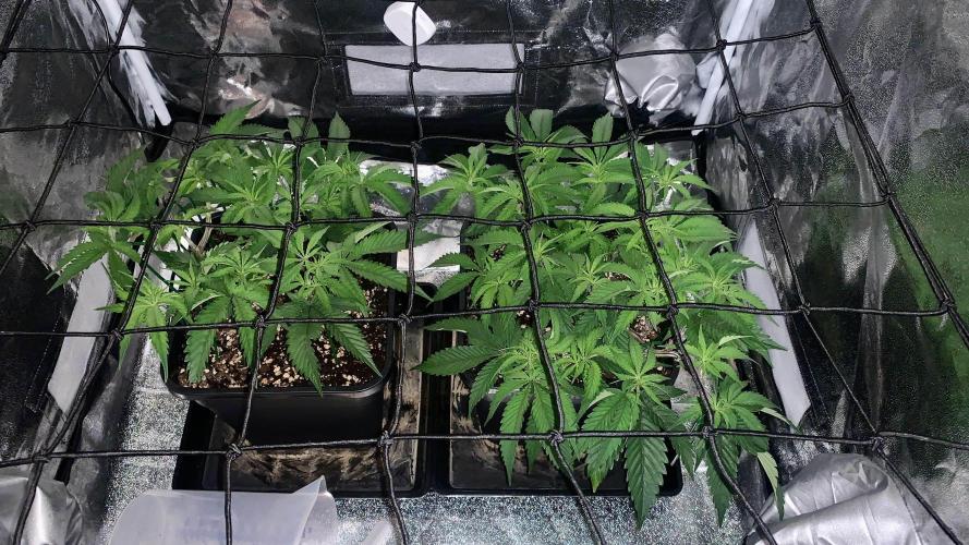 Wedding Cake Steckis. Week 5