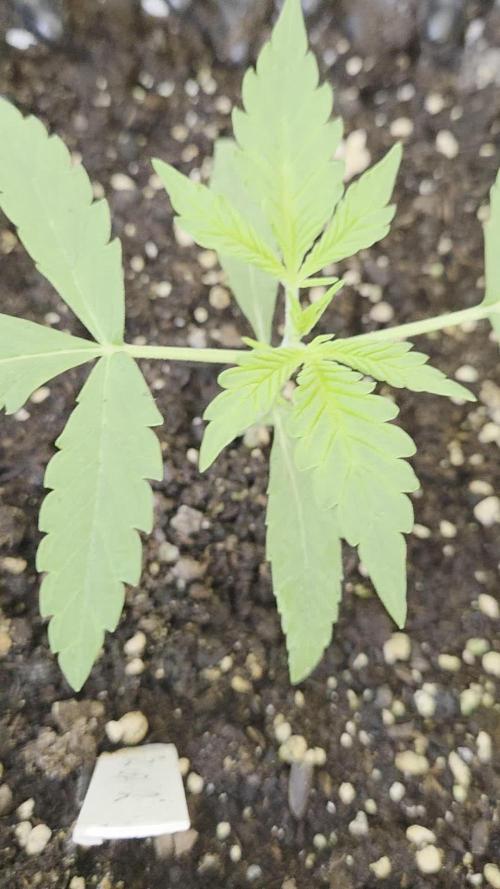Zup Auto test grow