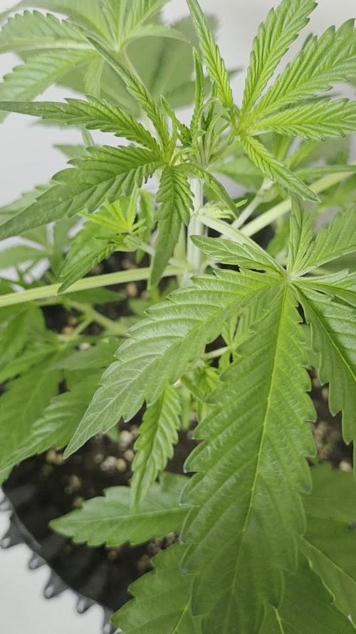 Zup Auto test grow