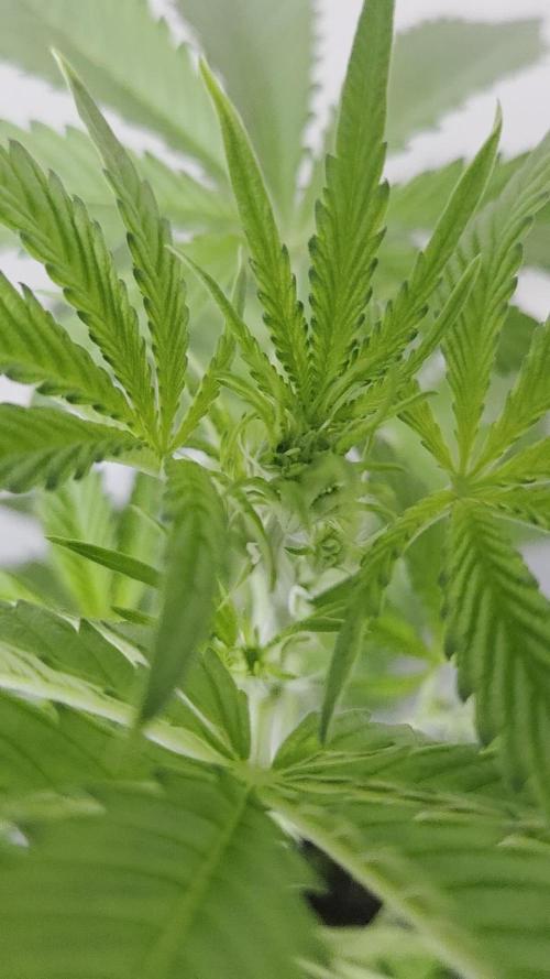 Zup Auto test grow