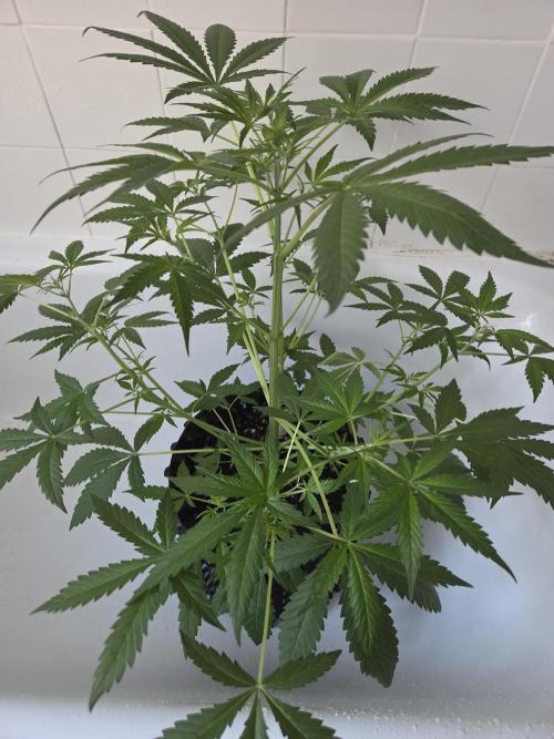 Zup Auto test grow. Week 5 - Zup 2