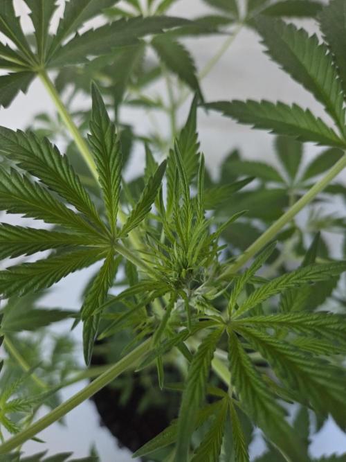 Zup Auto test grow. Week 5 - Zup 2