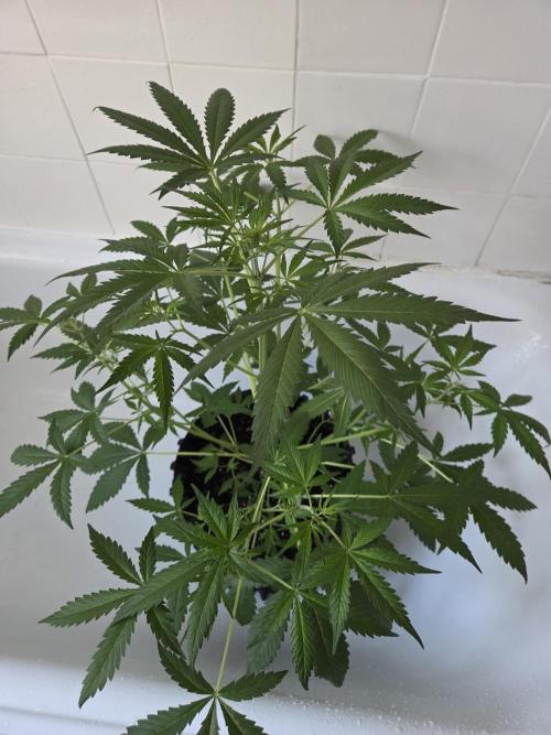 Zup Auto test grow. Week 5 - Zup 2