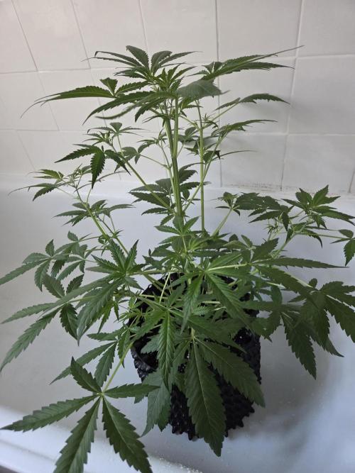 Zup Auto test grow. Week 5 - Zup 2