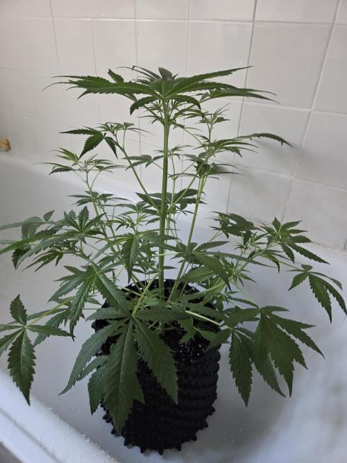 Zup Auto test grow. Week 5 - Zup 2