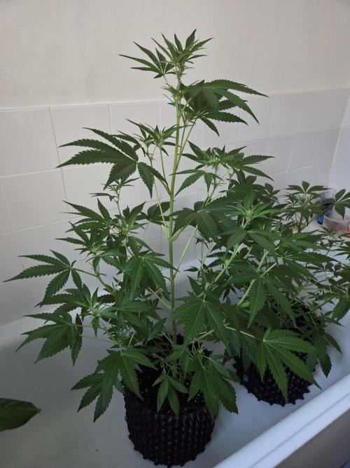 Zup Auto test grow. Week 5 - Zup 1