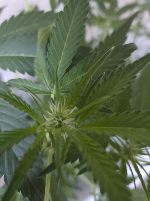 Zup Auto test grow. Week 5 - Zup 1