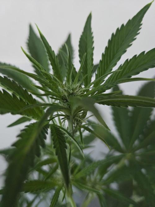 Zup Auto test grow. Week 5 - Zup 1