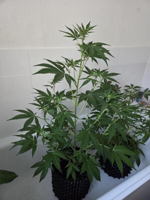 Zup Auto test grow. Week 5 - Zup 1