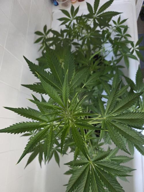 Zup Auto test grow. Week 5 - Zup 1