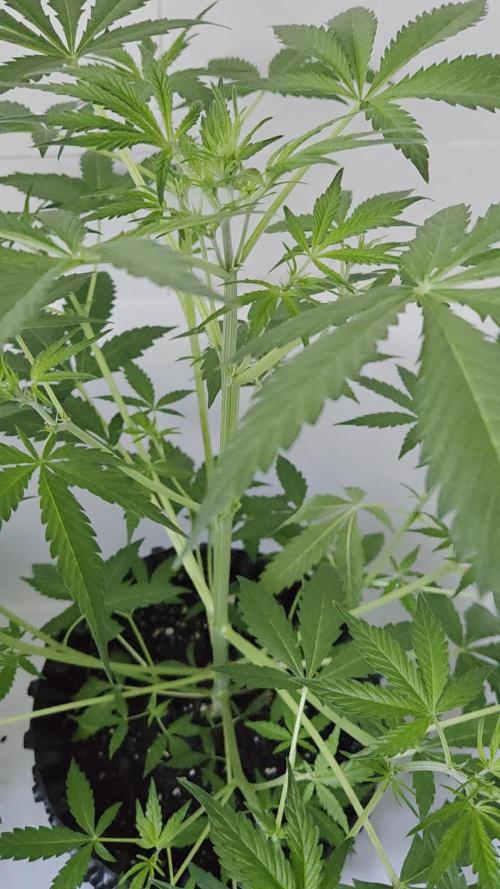 Zup Auto test grow
