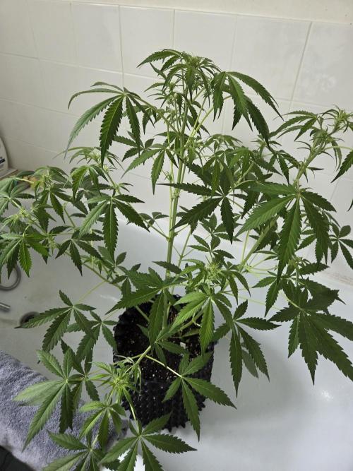 Zup Auto test grow. Week 6 - Zup 2